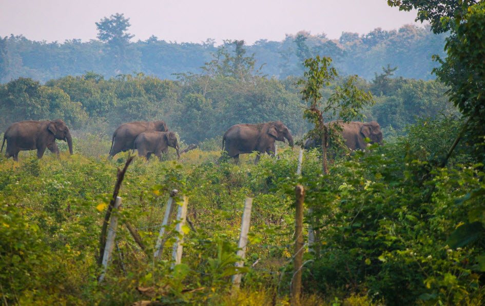 Nandhaur Wildlife Sanctuary, Nainital, Uttarakhand - Vushii.com Nandhaur Wildlife Sanctuary, Nainital, Uttarakhand - Vushii.com